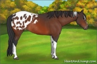 Horse Color:Bay Sabino Tobiano Blanket Rabicano 