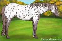 Horse Color:Chocolate Smoky Black Sabino Appaloosa