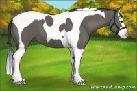 Horse Color:Grullo Splash Tobiano 