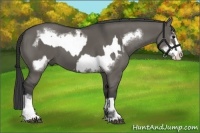 Horse Color:Grullo Splash  and Grullo Frame 