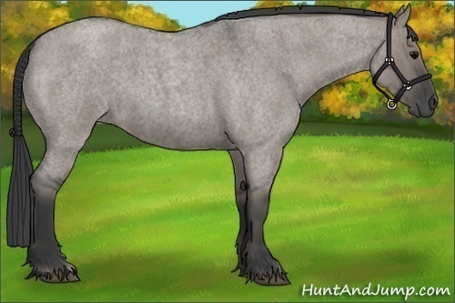 Horse Color:Grullo Roan