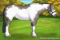 Horse Color:Grullo Frame Rabicano