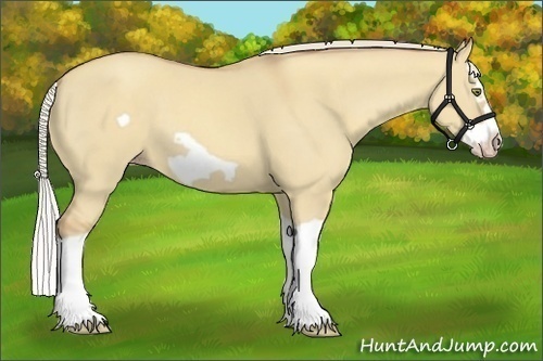 Horse Color:Silver Classic Champagne Dun Splash Frame 