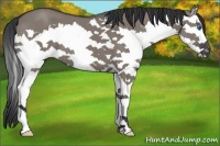 Horse Color:Grullo Splash 