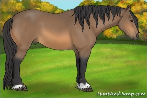 Horse Color:Buckskin 