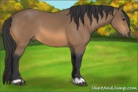 Horse Color:Buckskin 