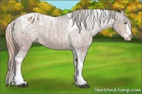 Horse Color:Chestnut Sabino Splash Varnish  and Bay Splash Tobiano Varnish 