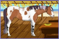 Horse Color:Painted Bay Splash Tobiano 