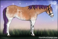 Horse Color:Painted White Spotted Bay Tobiano