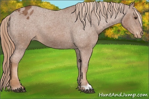 Horse Color:Chestnut Appaloosa 