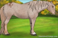 Horse Color:Chestnut Appaloosa 