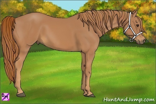 Horse Color:Chestnut 