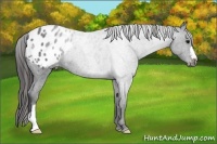 Horse Color:Blue Roan Appaloosa