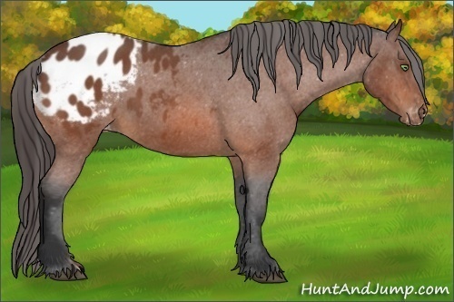 Horse Color:Bay Roan Varnish 