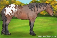 Horse Color:Bay Roan Varnish