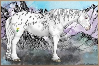 Horse Color:Black Chinchilla Splash Appaloosa 