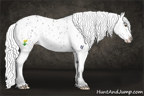 Horse Color:Grullo Chinchilla Appaloosa