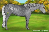 Horse Color:Silver Black Chinchilla 