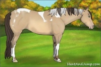 Horse Color:Amber Cream Champagne Tobiano 
