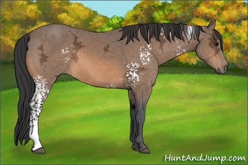 Horse Color:White Spotted Buckskin Ice