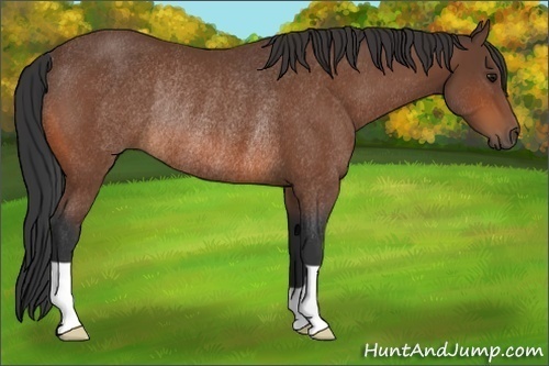 Horse Color:Bay Rabicano
