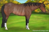 Horse Color:Bay Rabicano 