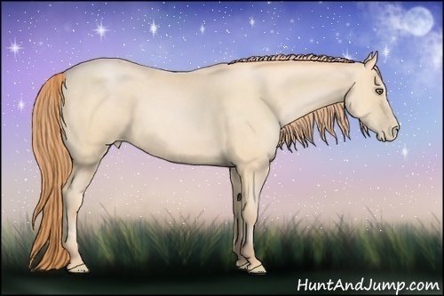 Horse Color:Buckskin Pearl 