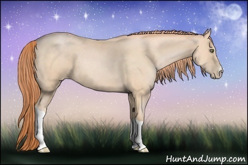 Horse Color:Buckskin Pearl