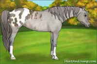 Horse Color:Brown Dun Blanket Rabicano