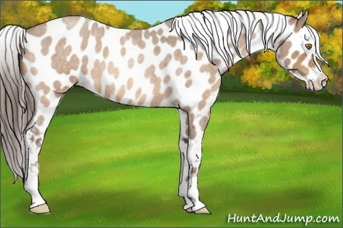 Horse Color:Sable Champagne Roan Near Leopard