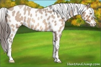 Horse Color:Sable Champagne Roan Near Leopard 