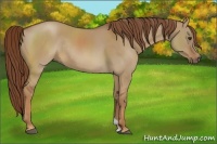 Horse Color:Red Dun Sabino Rabicano