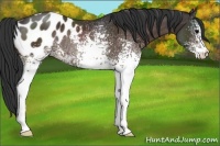 Horse Color:White Spotted Bay Appaloosa Rabicano