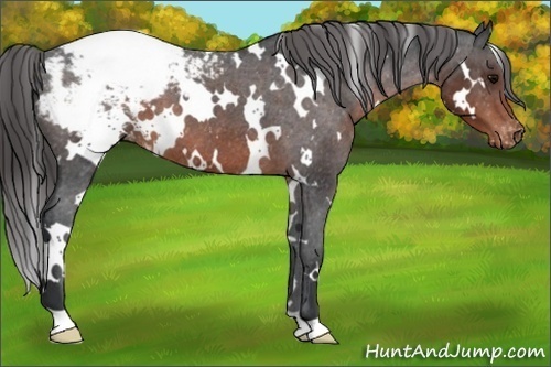 Horse Color:White Spotted Brown Appaloosa 