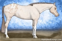 Horse Color:Amber Champagne Roan Appaloosa Rabicano