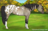 Horse Color:Brown Dun Appaloosa Rabicano 
