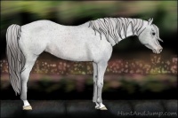 Horse Color:Brown Appaloosa Rabicano 