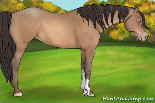 Horse Color:Amber Champagne 