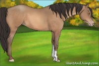 Horse Color:Amber Champagne 