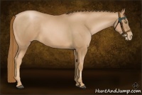 Horse Color:Chestnut Pearl Frame