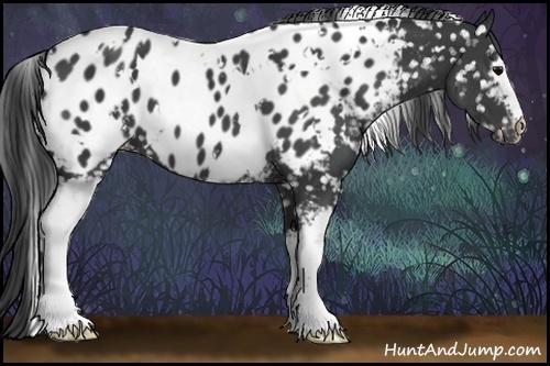 Horse Color:White Spotted Black Blanket