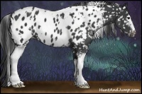 Horse Color:White Spotted Black Blanket 