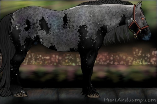 Horse Color:ERROR: UNKNOWN ANOMALY