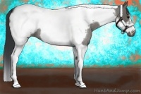Horse Color:Grullo Roan Tobiano Frame 