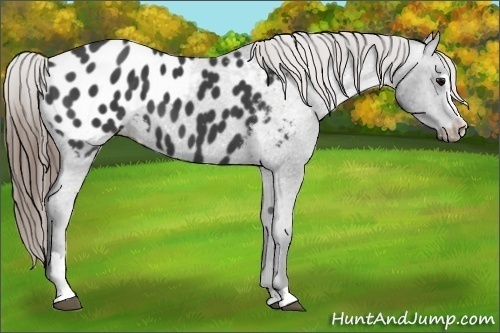 Horse Color:Smoky Black Sabino Appaloosa 