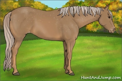 Horse Color:Palomino Sabino Appaloosa