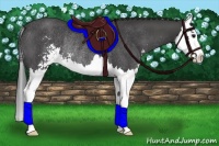Horse Color:Smoky Black Sabino Splash Rabicano 
