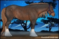 Horse Color:Liver Chestnut Sabino Rabicano 