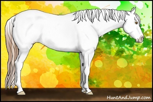 Horse Color:Bay Pearl Appaloosa 