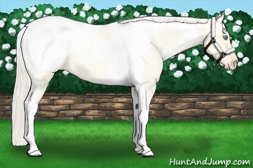 Horse Color:Silver Buckskin Roan Pearl Dun Tobiano Appaloosa 
